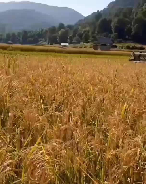 برنج ایرانی طارم قهوه ای غلامعباس فلاح وپسران(1gk)|خوردنی و آشامیدنی|مشهد, رسالت|دیوار