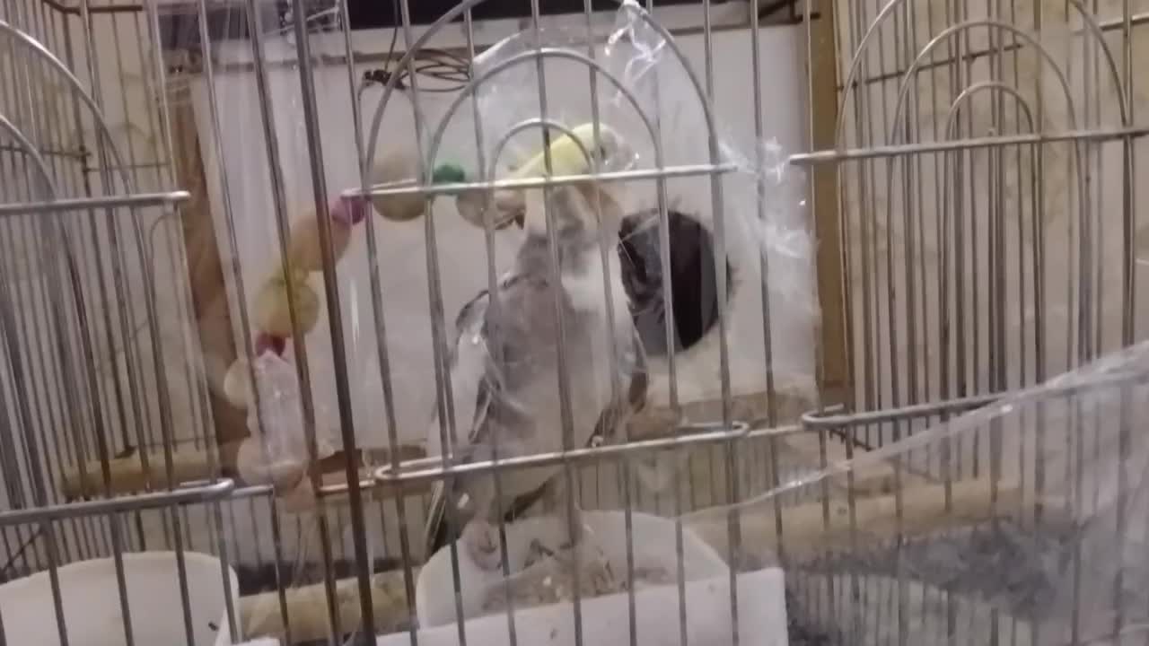 عروس هلندی سخنگو|پرنده|سنندج, |دیوار