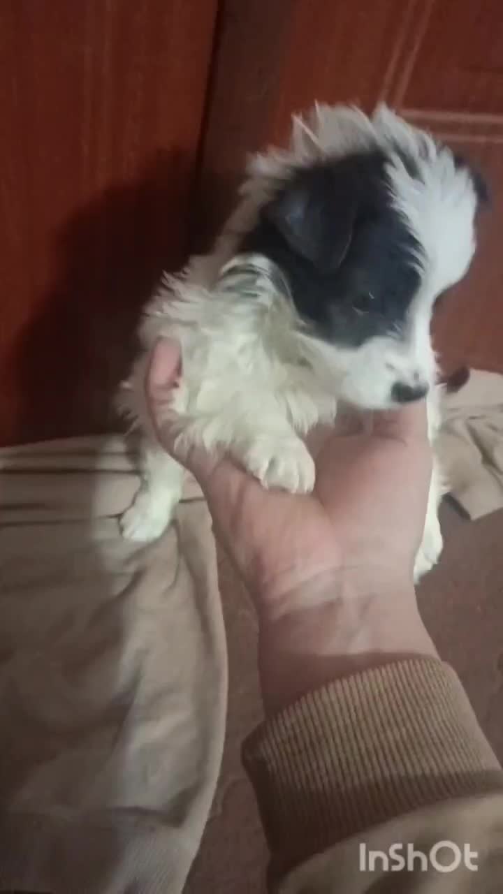 شیتزو|سگ|مشهد, رده|دیوار