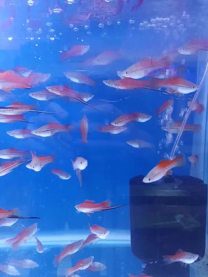 اکواریوم امیر|ماهی|اردبیل, |دیوار