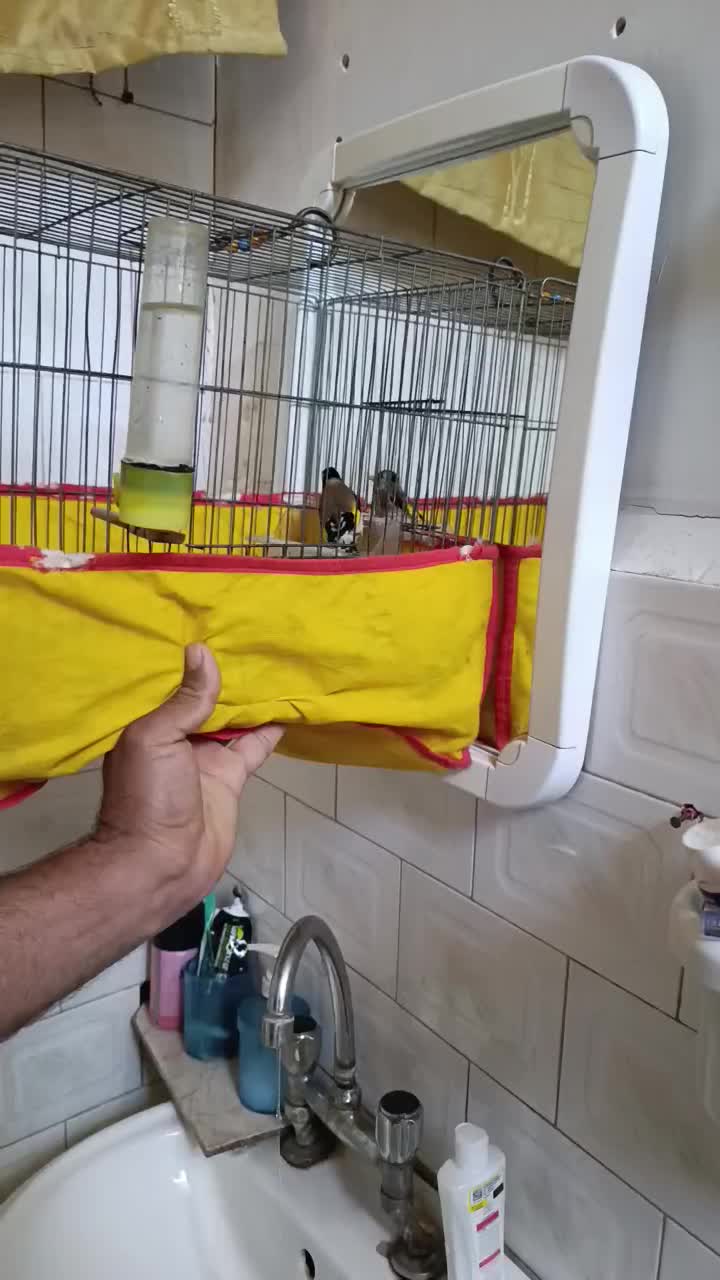 سهره|پرنده|اسلام‌‌آباد غرب, |دیوار