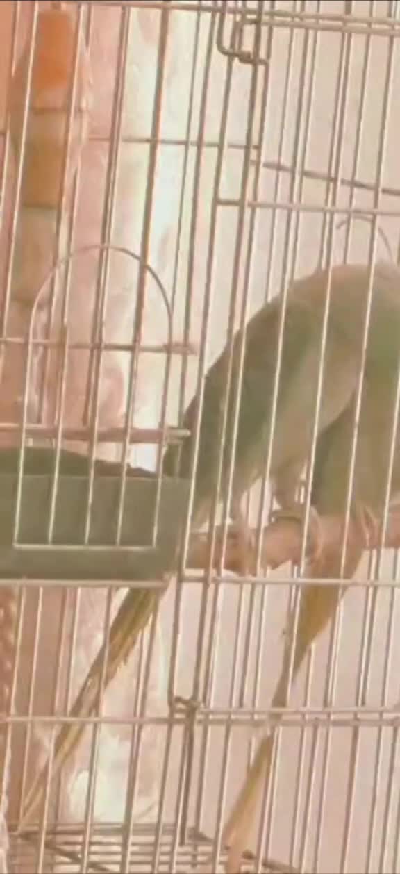 شاه طوطی اسکندر|پرنده|اندیمشک, |دیوار