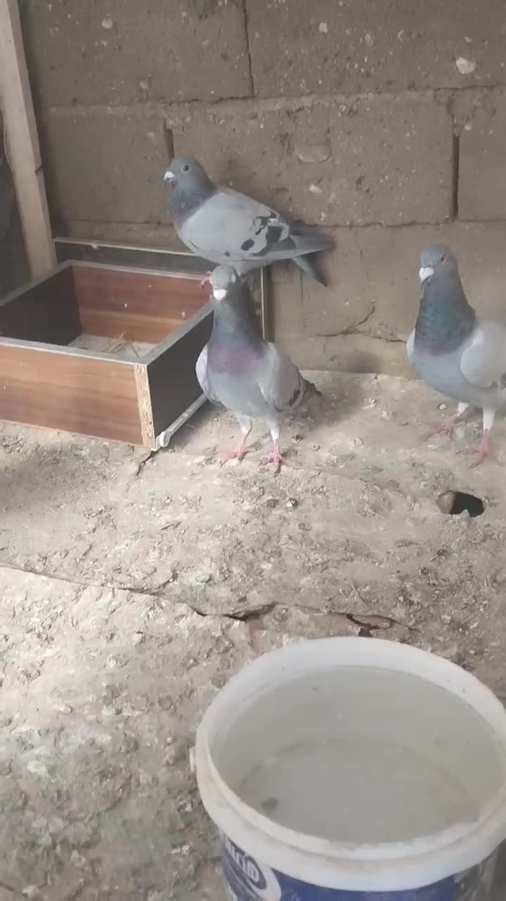 کبوتر پلاکی|پرنده|صحنه, |دیوار