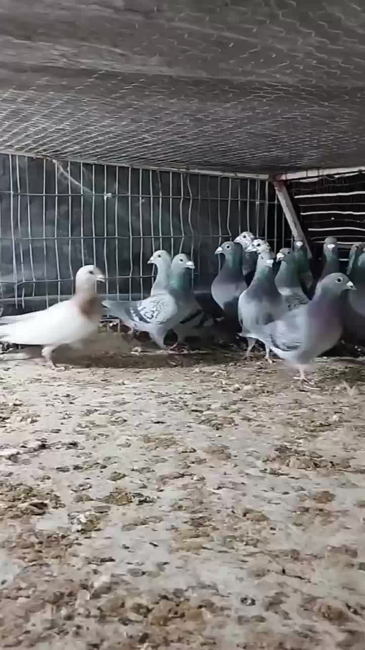 تیپ نر|پرنده|خوسف, |دیوار