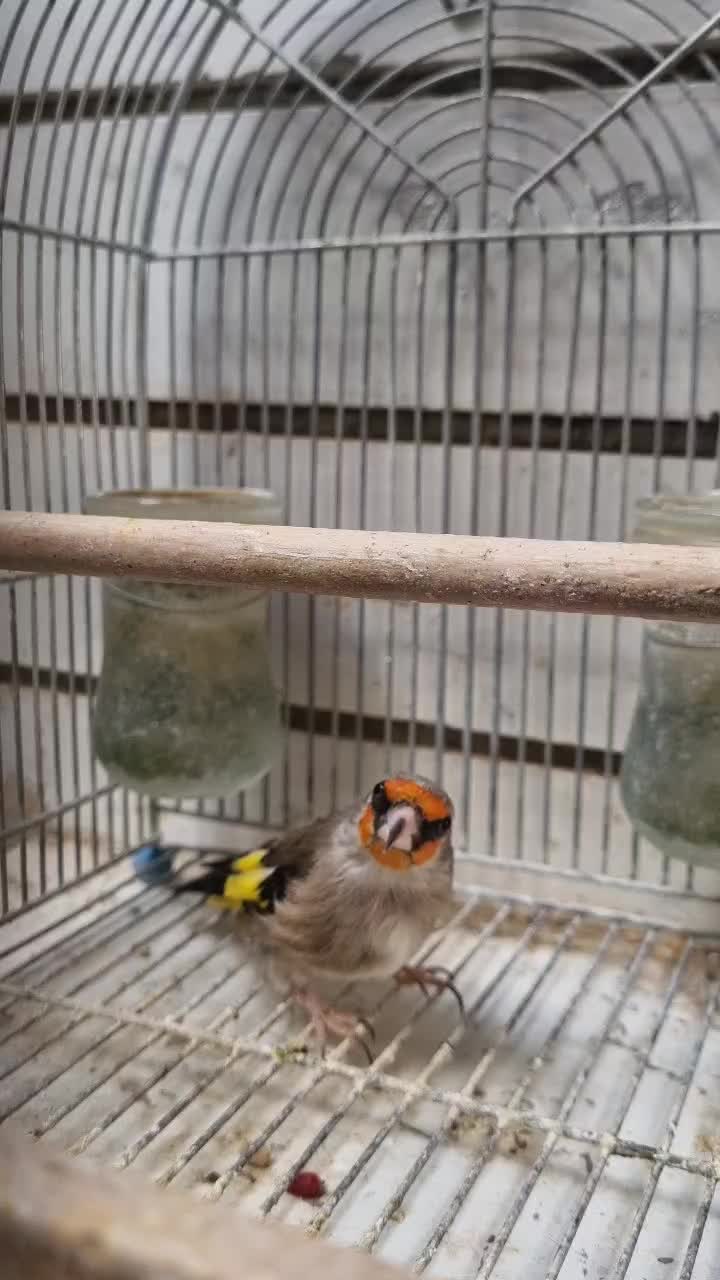 سهره کرمونی|پرنده|شیراز, دشت چنار|دیوار