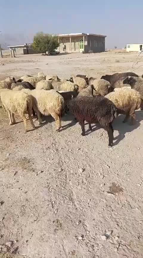 میش بره دار|حیوانات مزرعه|ارسنجان, |دیوار
