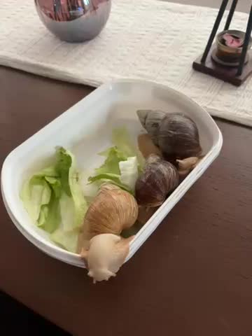 حلزون طبی بزرگ|خزنده|اصفهان, بهارستان|دیوار