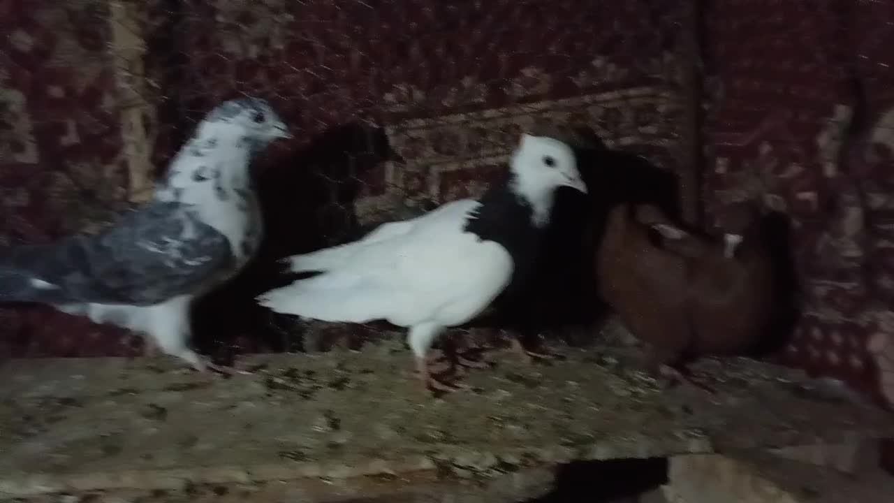 سینه ای خوشرنگ دورگ|پرنده|لنجان, |دیوار