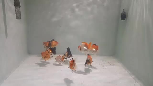 گلدفیش پاندا وارداتی|ماهی|تهران, نیروی هوایی (پیروزی)|دیوار