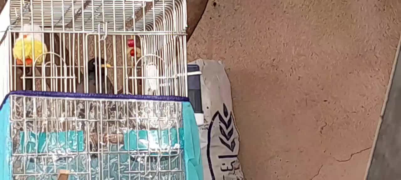 مرغ مینا چشم ستاره ای نر|پرنده|فسا, |دیوار