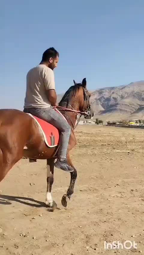 اسب|اسب و تجهیزات اسب‌سواری|شیراز, حسن آباد|دیوار