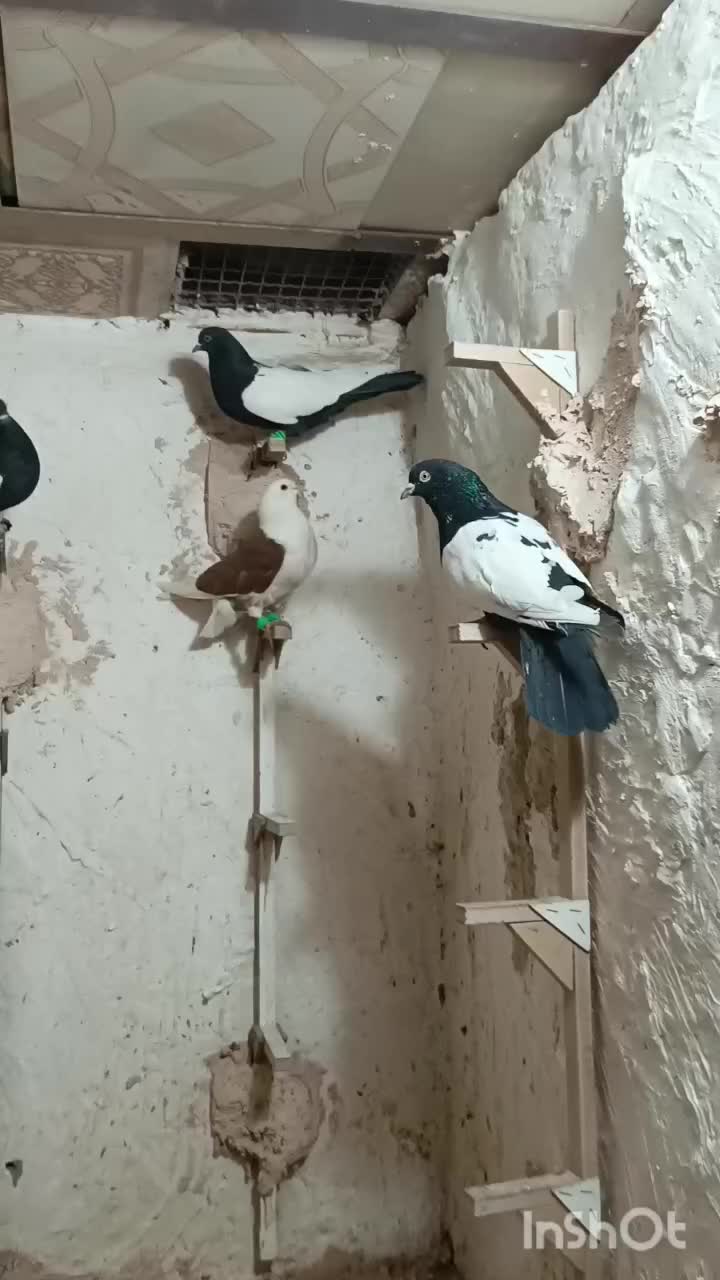 سیاه پلنگ با سین سیاه|پرنده|رفسنجان, |دیوار