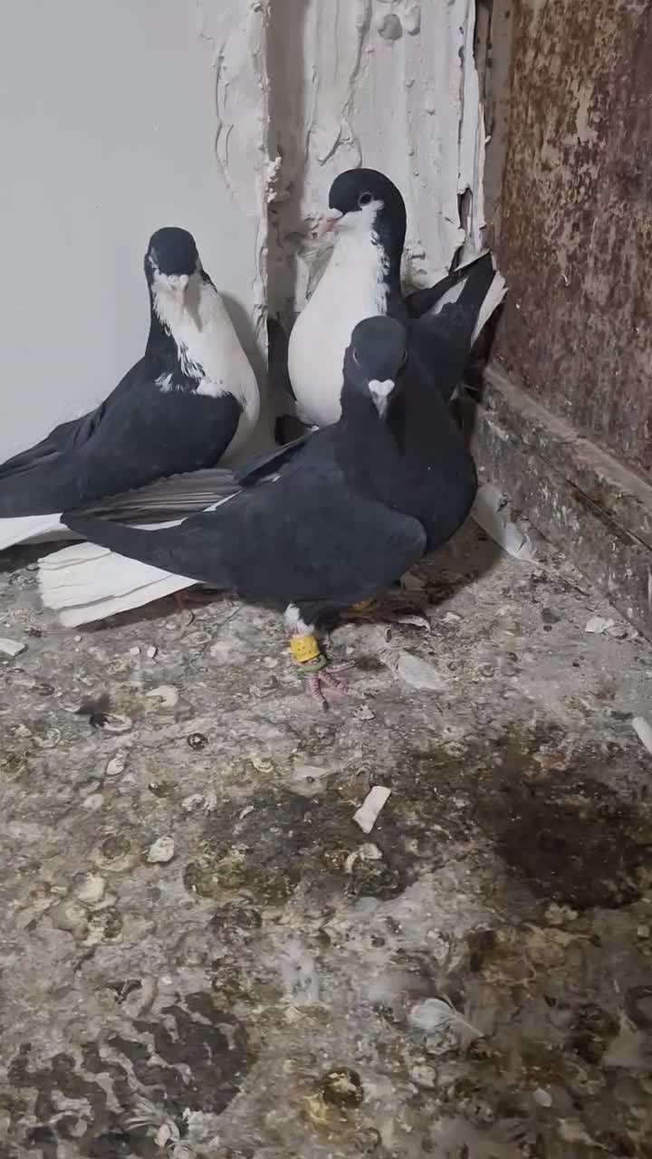 پرنده|پرنده|قزوین, |دیوار