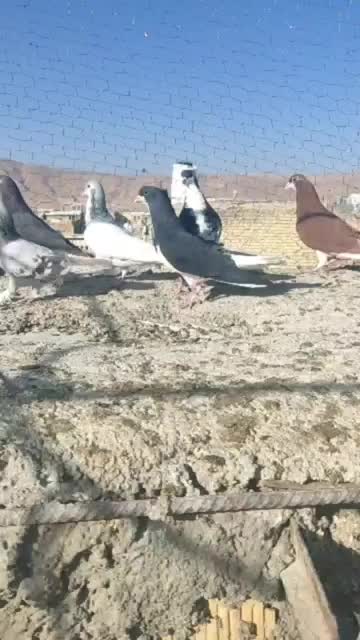 کفتر .کبوتر|پرنده|شیراز, شهرک کوشکک|دیوار