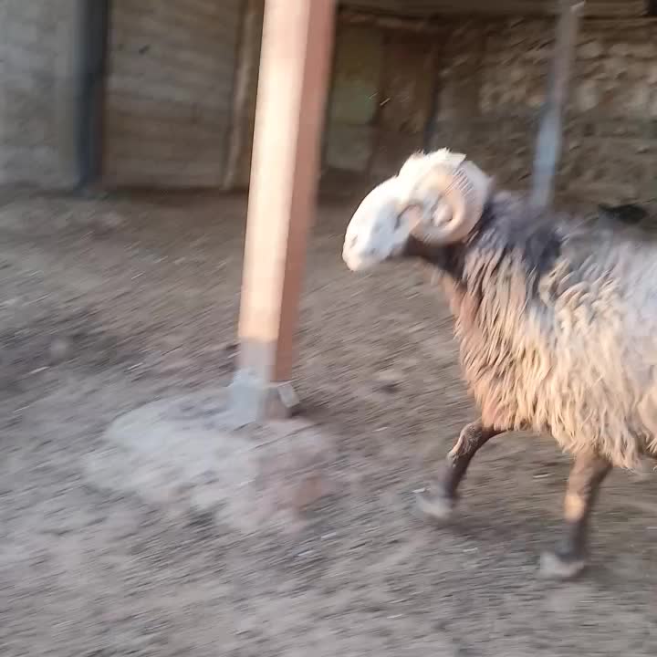 قورچ|حیوانات مزرعه|الیگودرز, |دیوار