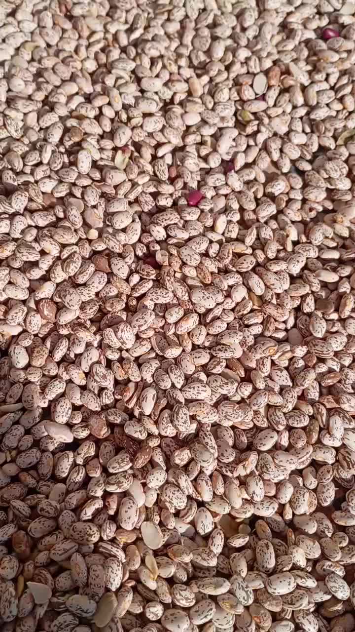 لوبیا چتی 500کیلو به فروش می‌رسد|عمده‌فروشی|معمولان, |دیوار