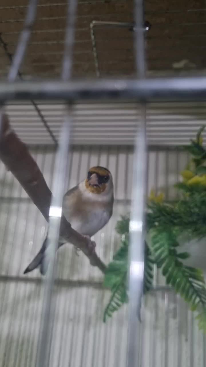 سهره ماده لک وپیس|پرنده|اسلام‌شهر, شهرک امام حسین (میان آباد)|دیوار