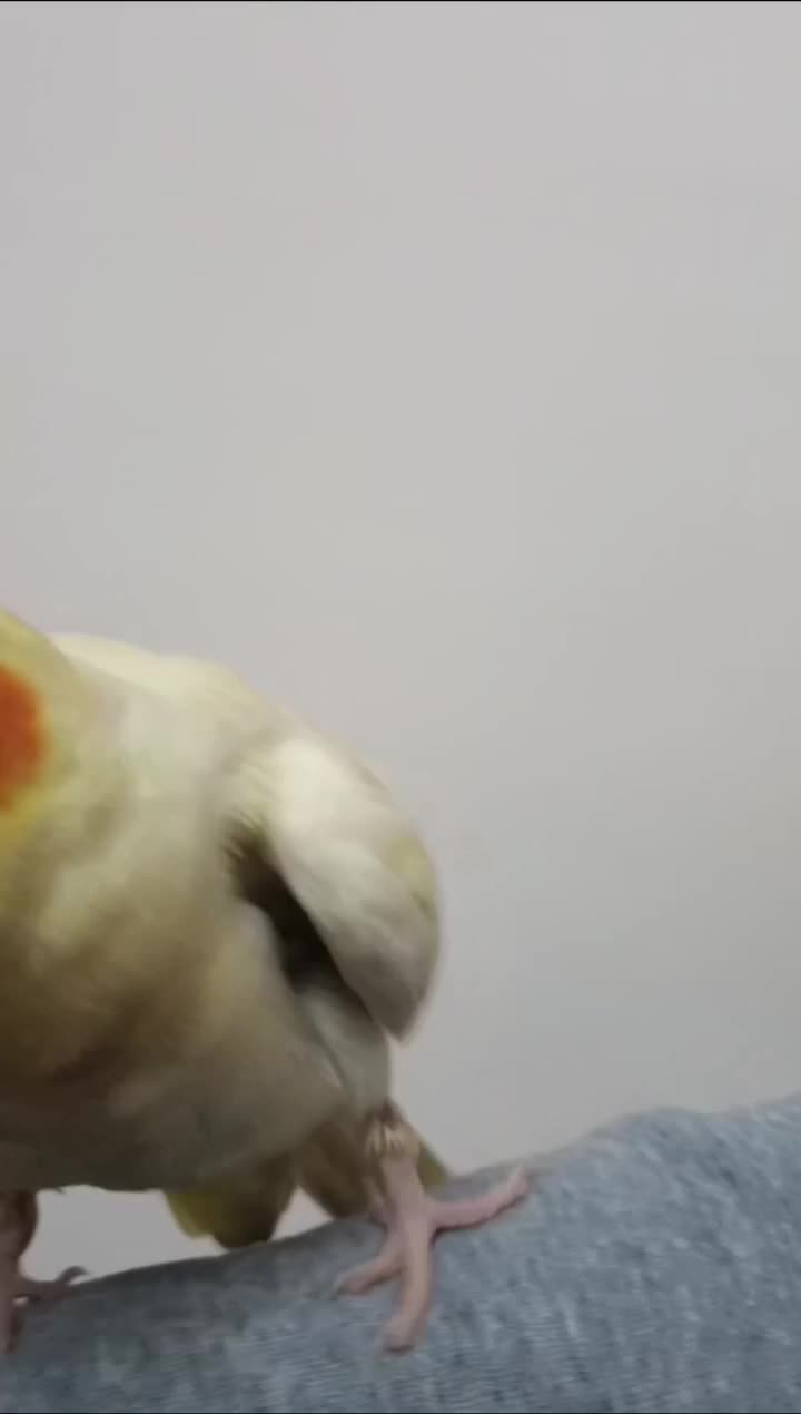 عروس هلندی گمشده محدوده مینودر|حیوانات|قزوین, |دیوار