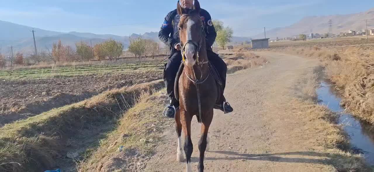 اسب دره شور|اسب و تجهیزات اسب‌سواری|شهرکرد, |دیوار