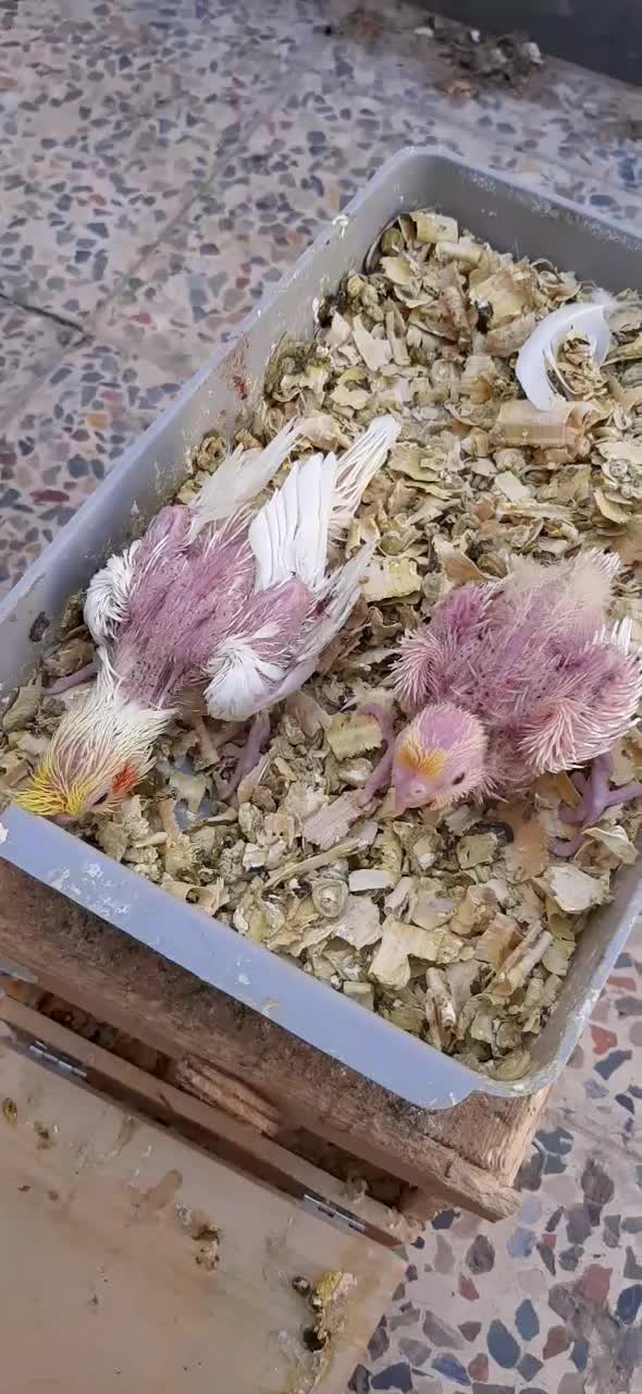 فروش جوجه عروس هلندی  لتینو سرلاکی قیمت 450|پرنده|دوگنبدان, |دیوار