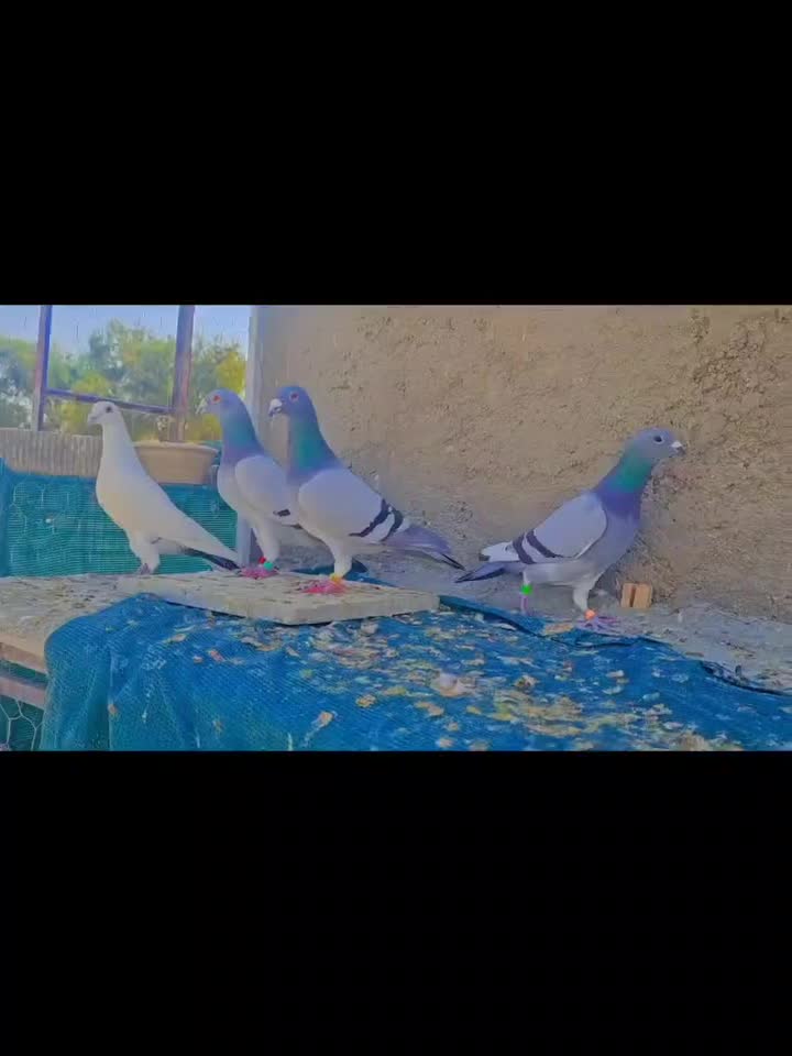 دسته ۴ تایی|پرنده|شیراز, کرونی(خاتونک)|دیوار