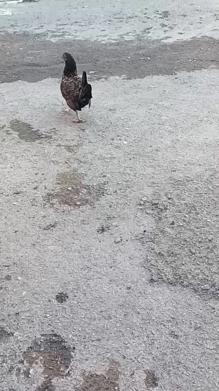 جوجه مرغ خروس سیبرایت زینتی|حیوانات مزرعه|کرمانشاه, |دیوار