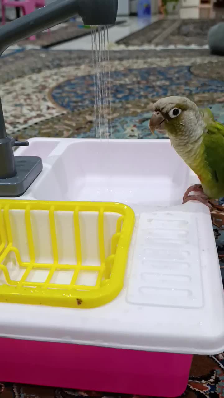 گرینچیک|پرنده|اسلام‌شهر, باغ فیض|دیوار