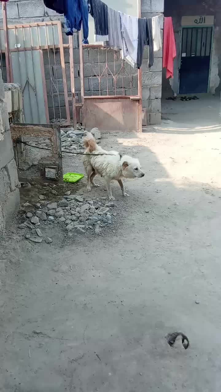 سگ اشپیز|سگ|هرمز, |دیوار