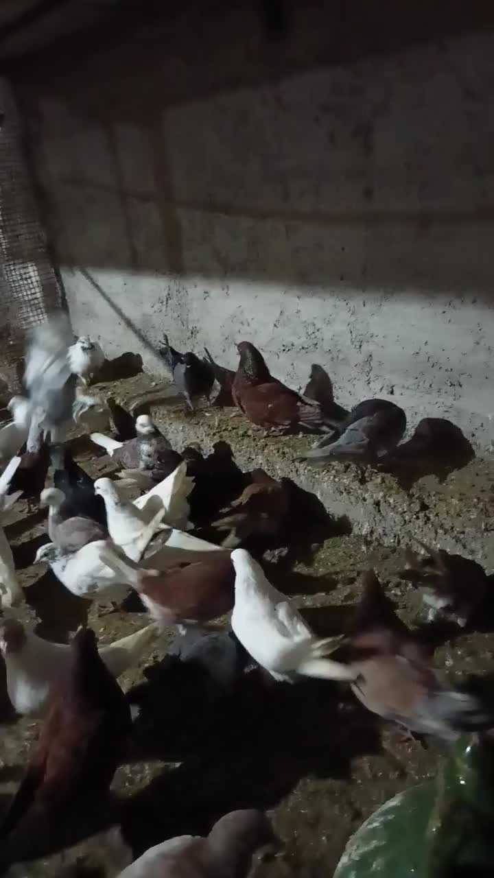 کبوتر جفتگاهی و پرشی|پرنده|سنگر, |دیوار