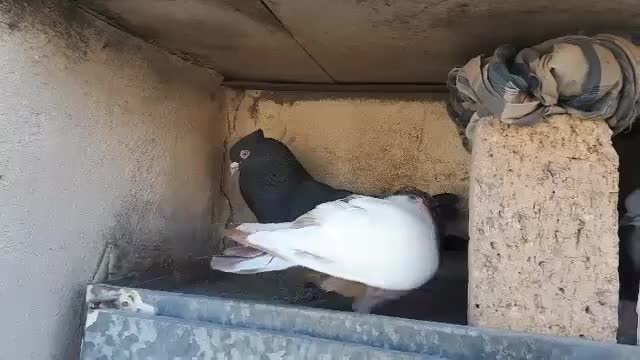 کبوتر زاغ|پرنده|سنندج, |دیوار