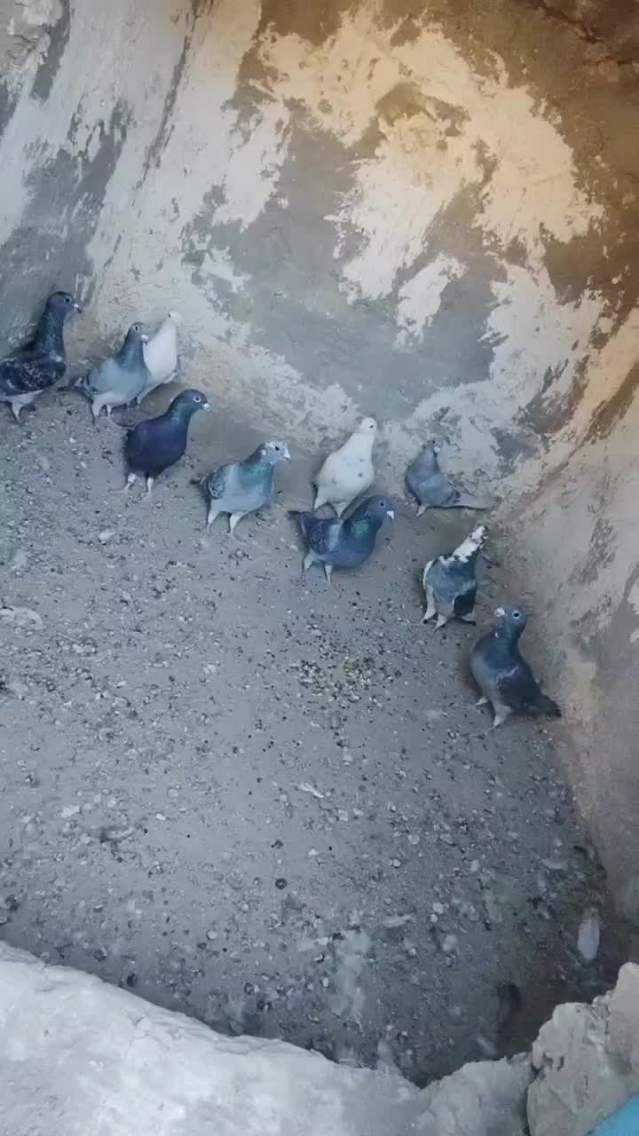 10نر جنگنده آلمانی شهرستان|پرنده|خاش, |دیوار