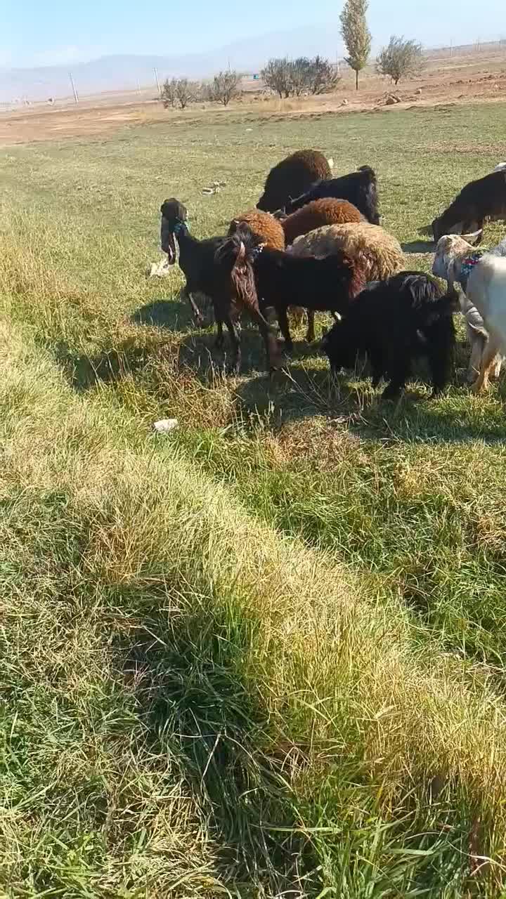 دو عدد بزغاله ماده  پاکستان|حیوانات مزرعه|خواجه, |دیوار