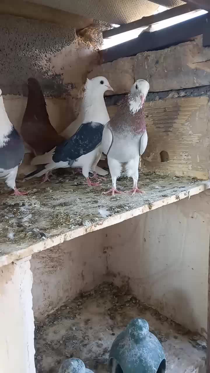 کبوتره پرشی خوش خال|پرنده|ساوه, |دیوار