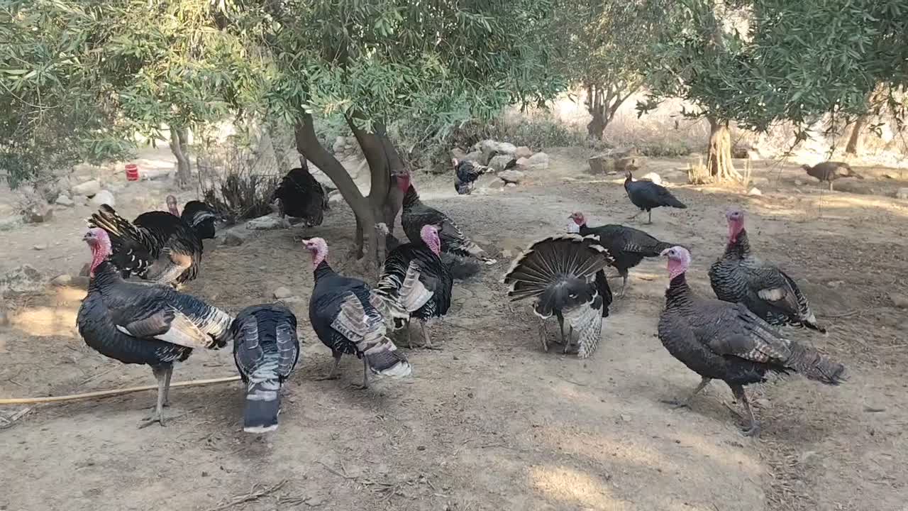 بوقلمون محلی ارگانیک|حیوانات مزرعه|پلدختر, |دیوار