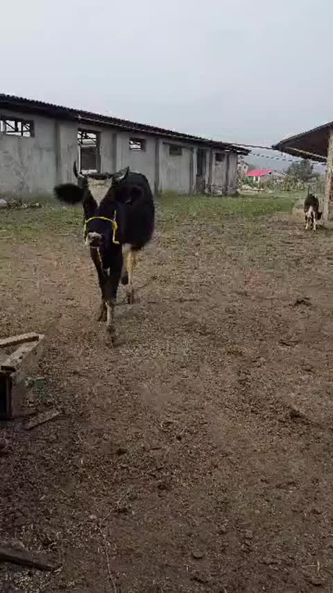 دورگ هلشتاین (جوان) با گوساله نر سیمینتال|حیوانات مزرعه|رشت, سعدی (تختی)|دیوار