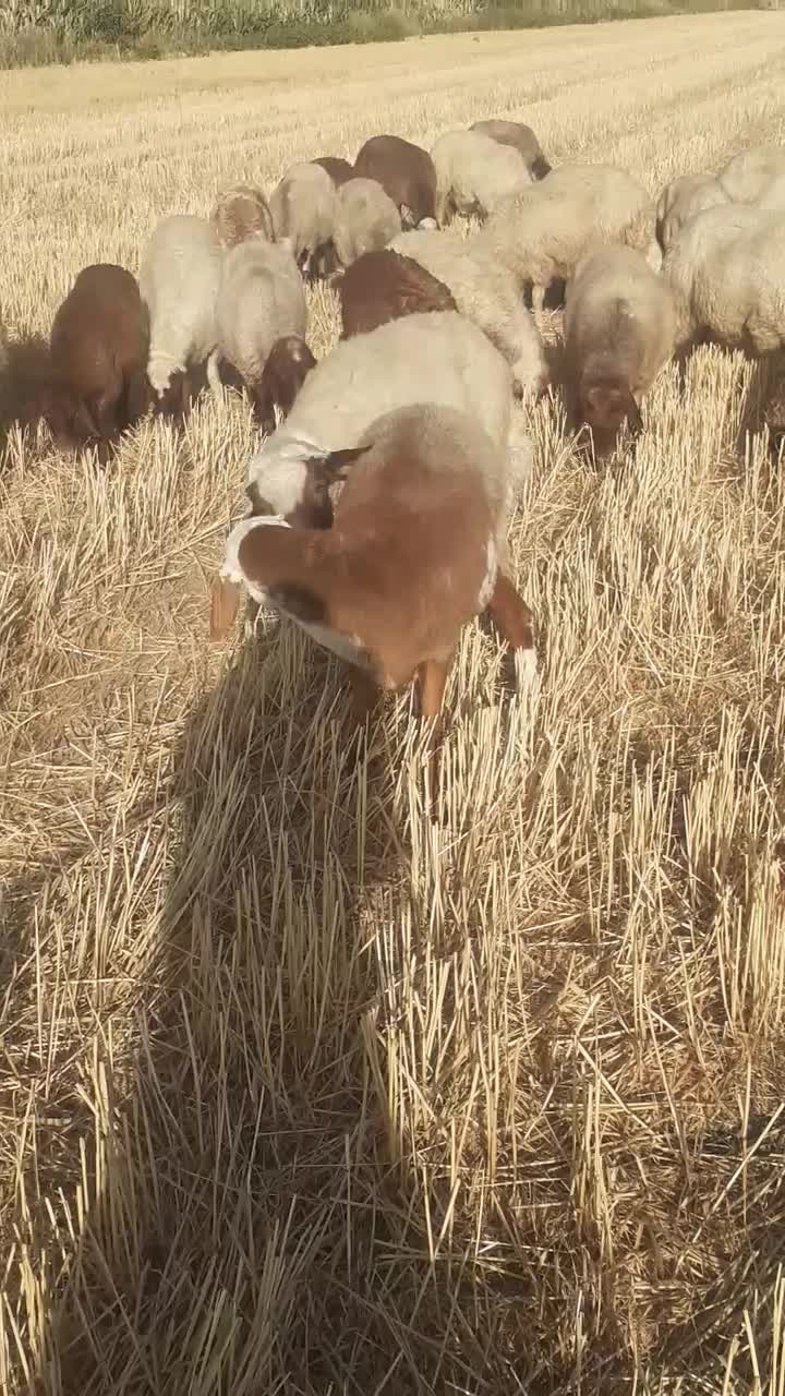 قوچ شیره دارداشتی|حیوانات مزرعه|کرمانشاه, |دیوار