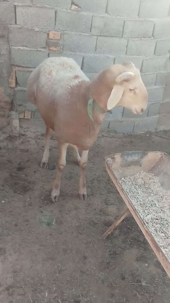 بره قوچی|حیوانات مزرعه|تربت جام, میان جام|دیوار