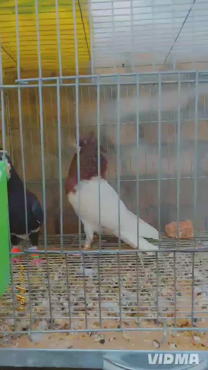 5عدد کرمونی آس شهرستانی|پرنده|مشهد, هفده شهریور|دیوار