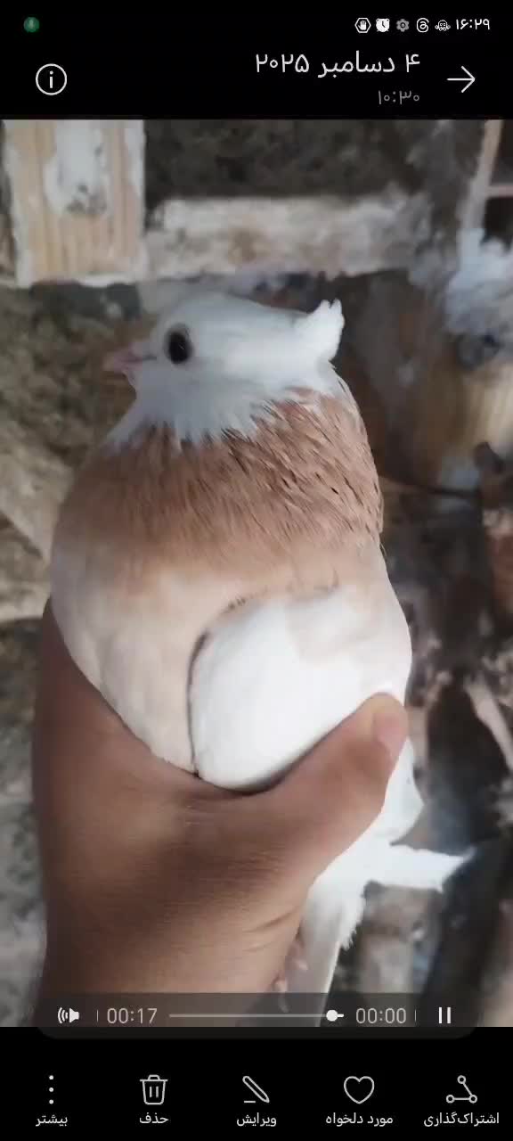 کبوتر طوقی ماده|پرنده|برازجان, |دیوار