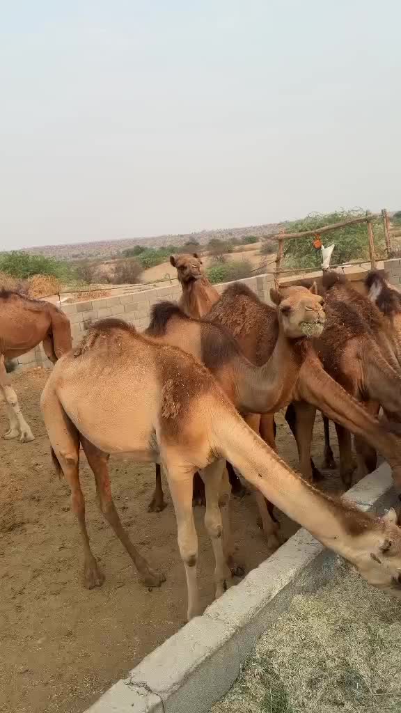 شتر|حیوانات مزرعه|بندرعباس, |دیوار