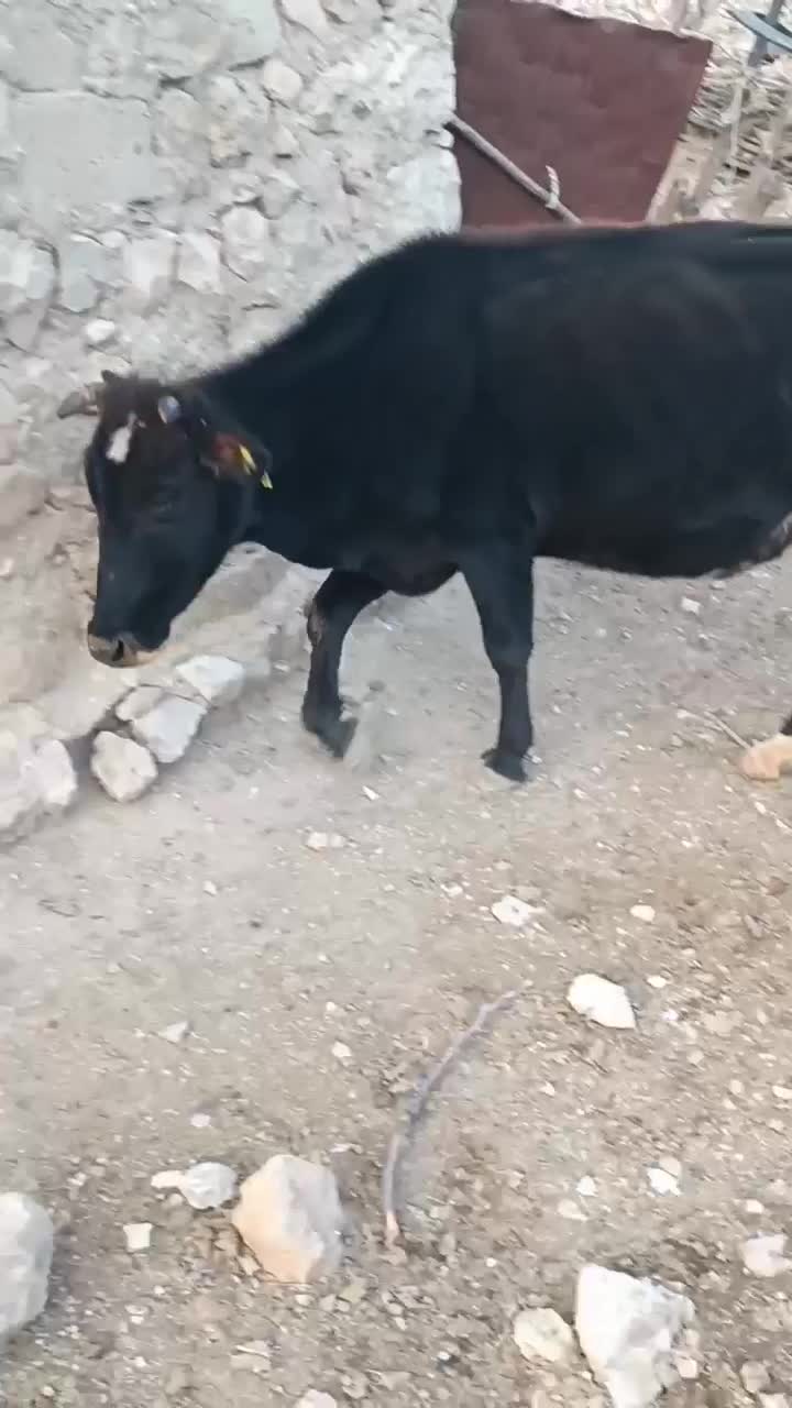 گاو|حیوانات مزرعه|لوداب, |دیوار