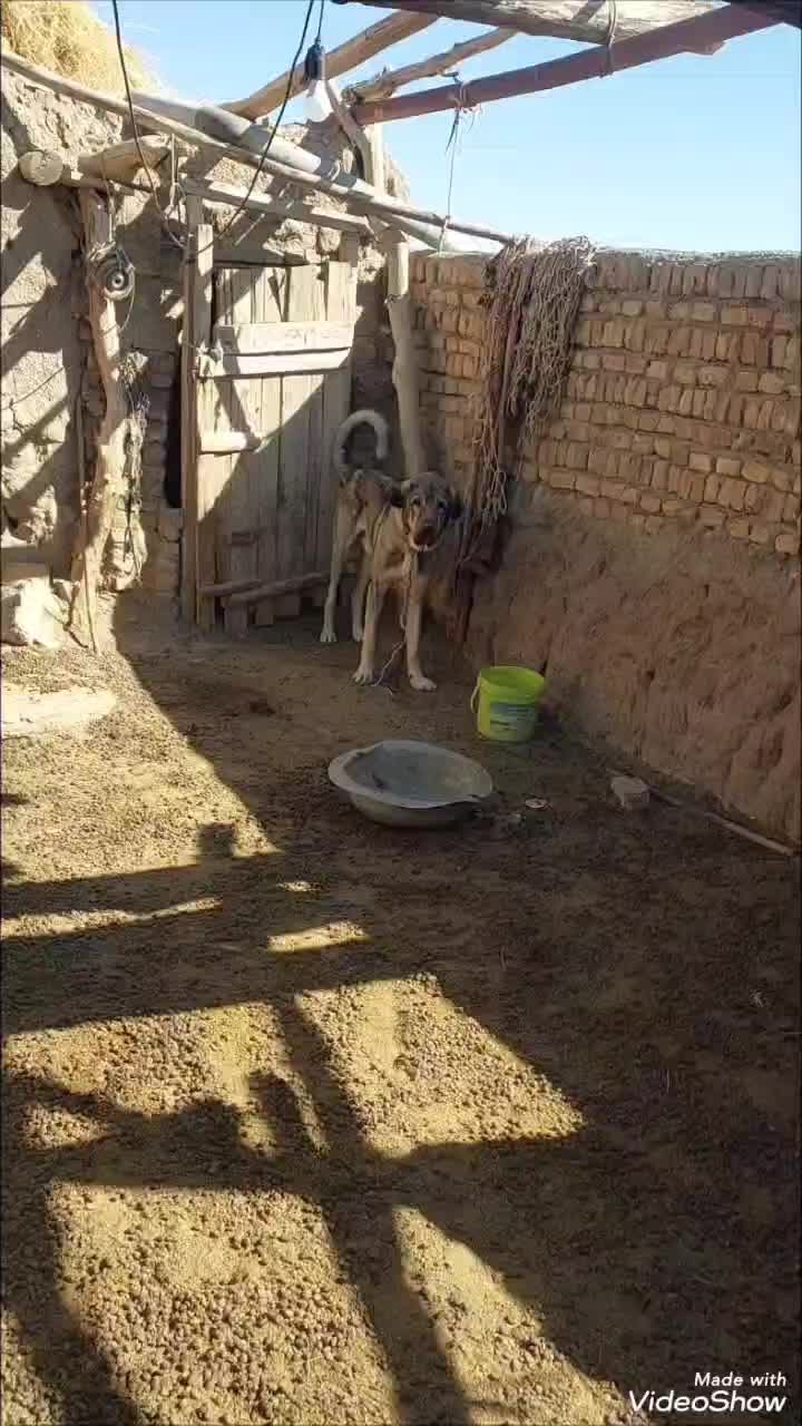 عراقی اصیل|سگ|صوفیان, |دیوار