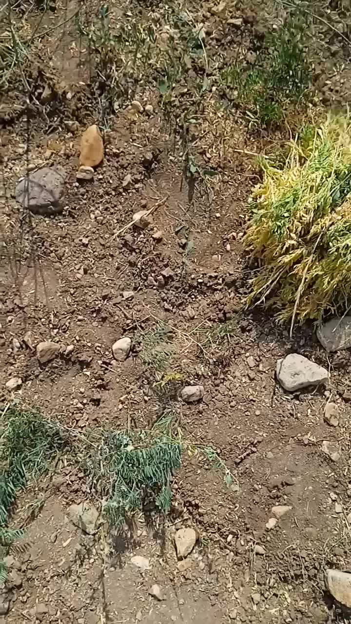 عدس اربیل دیمی بوجاری شده|خوردنی و آشامیدنی|نیر (اردبیل), |دیوار