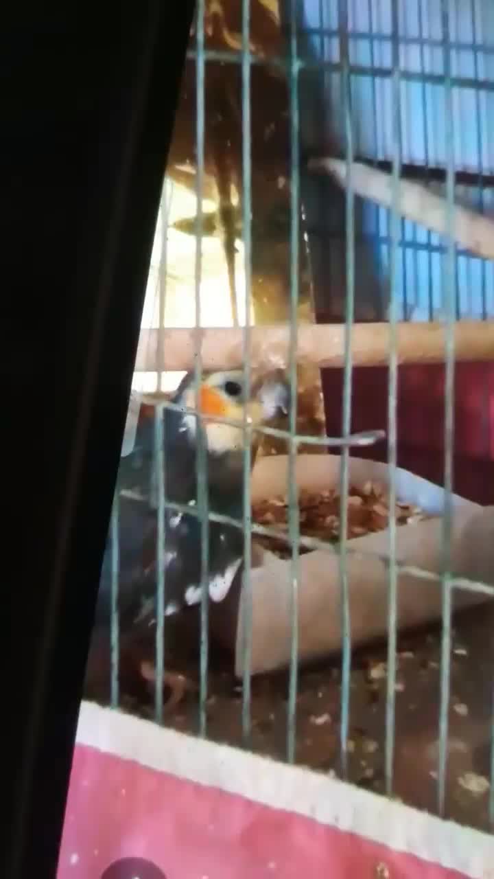 عروس هلندی نرو ماده نر سخنگو معاوضه با کفتر یا....|پرنده|فریدونشهر, |دیوار