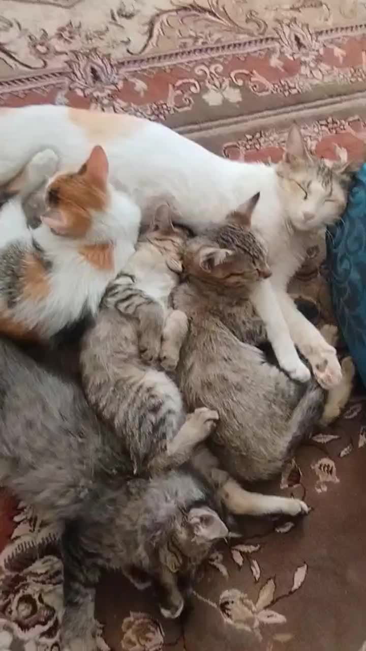 واگذاری رایگان گربه|گربه|شیراز, شهرک مهدیآباد|دیوار