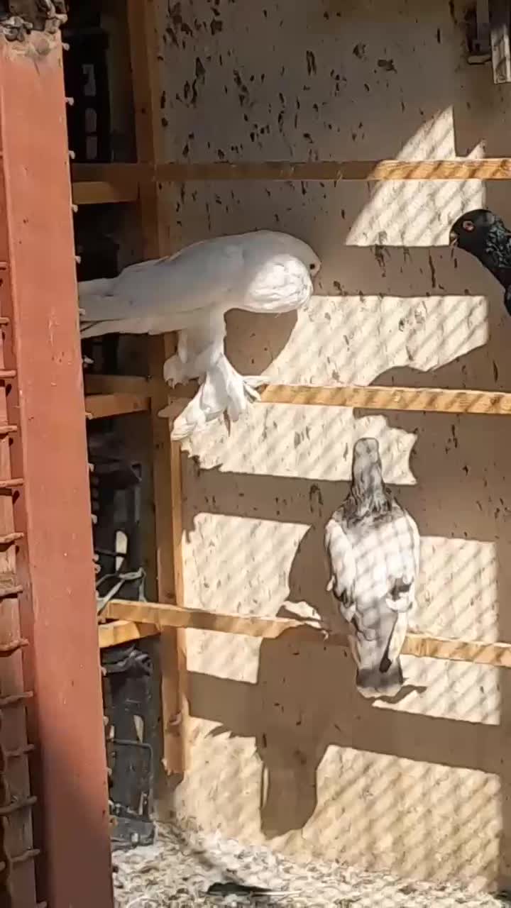 کبوتر زینتی ابومریم بادکنکی|پرنده|چمستان, |دیوار