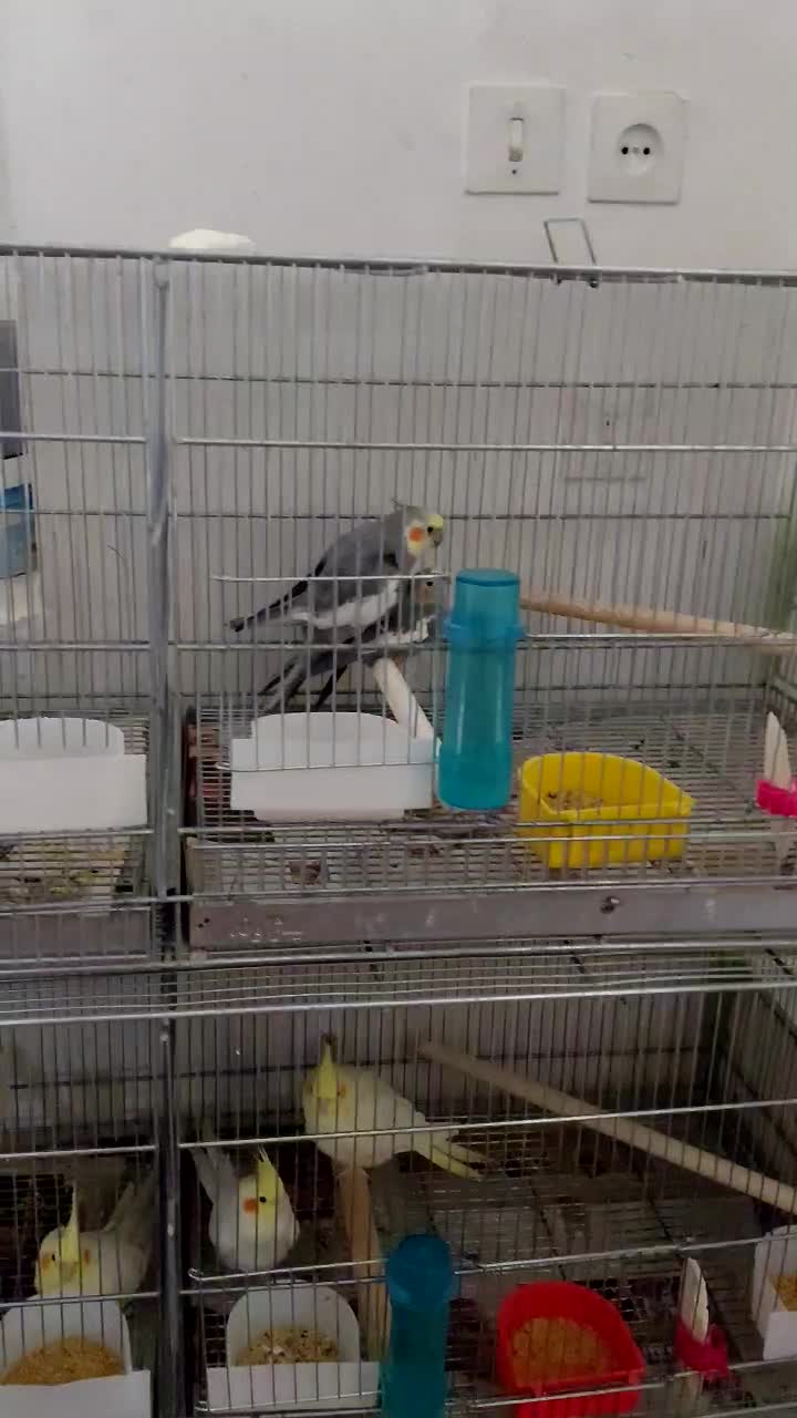 یک جفت عروس هلندی مولد سینامون|پرنده|اسلامآباد غرب, |دیوار