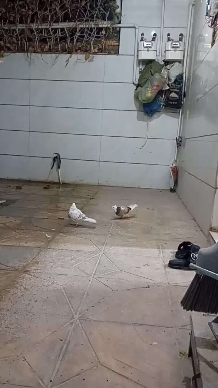 پرشی . ساعتی|پرنده|نورآباد, |دیوار