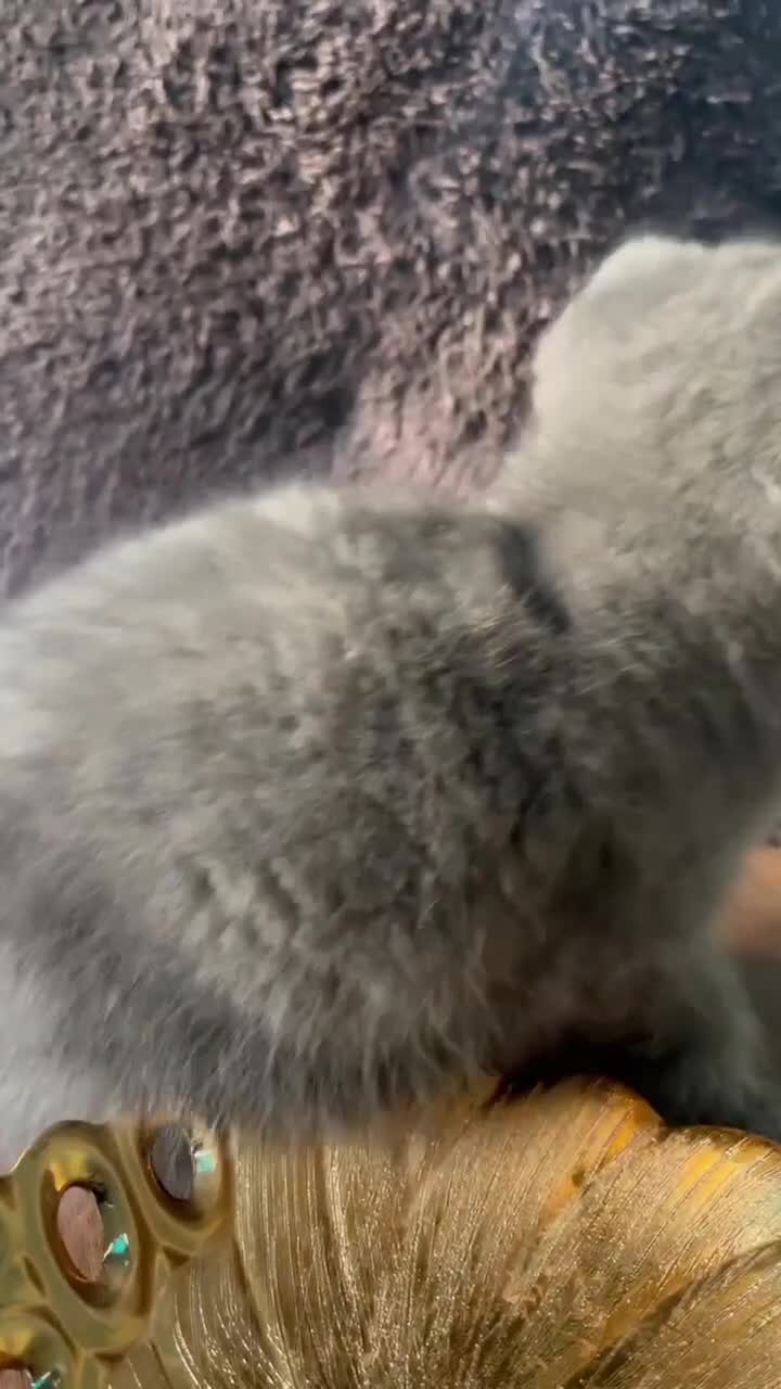 اسکاتیش کوچولو|گربه|تهران, حبیب الله|دیوار