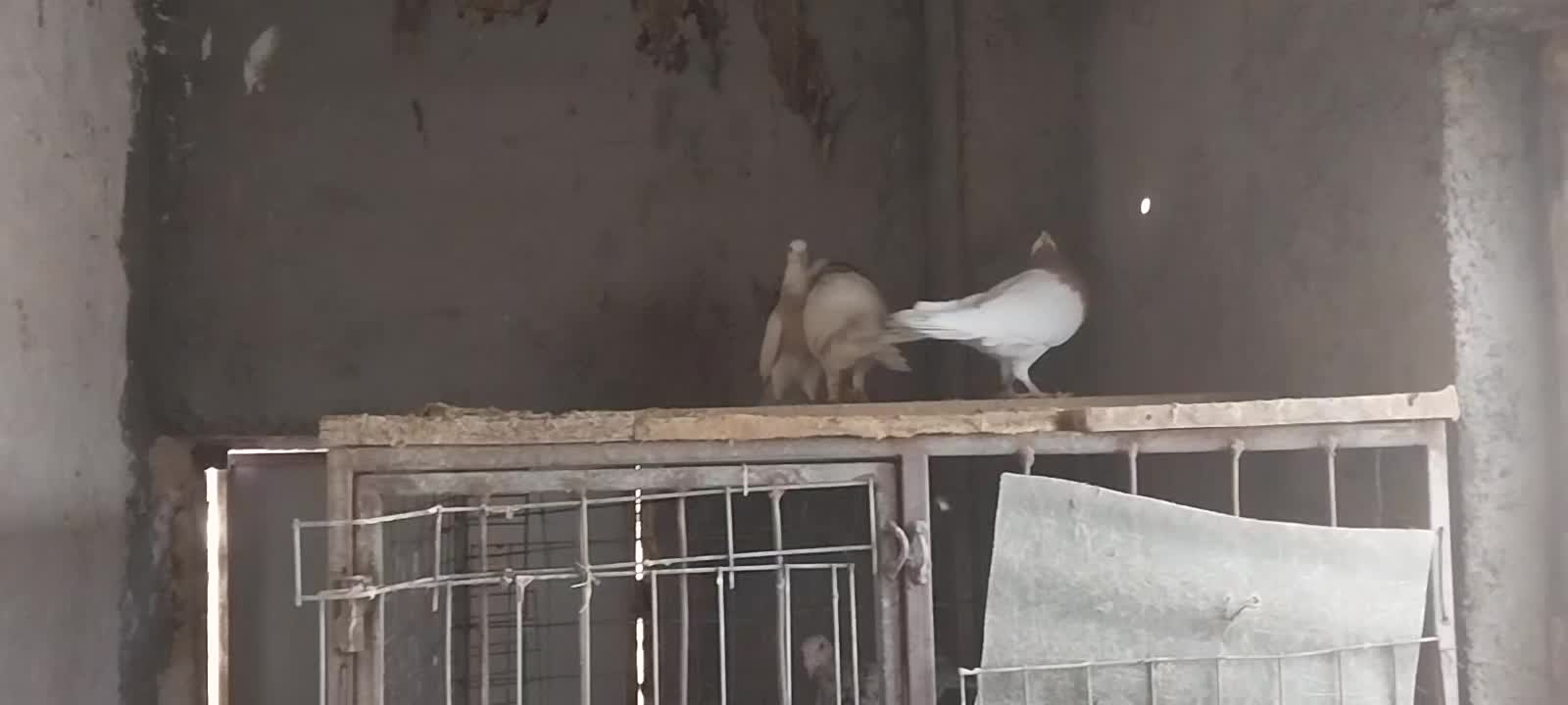 طوقی هفت رنگ ) تماس توضیحات|پرنده|قزوین, |دیوار